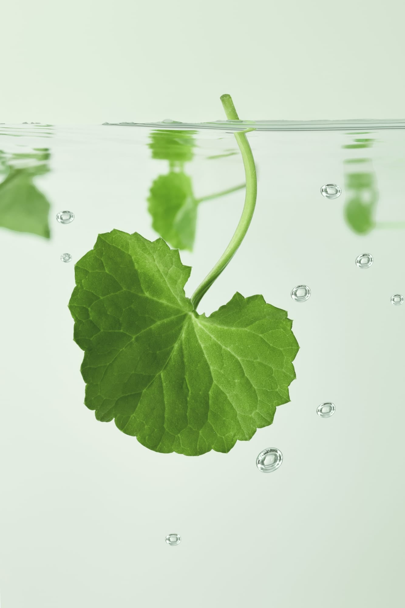 A green aquatic plant leaf with a stem floating in clear water, with air bubbles rising around it against a pale light green background.
