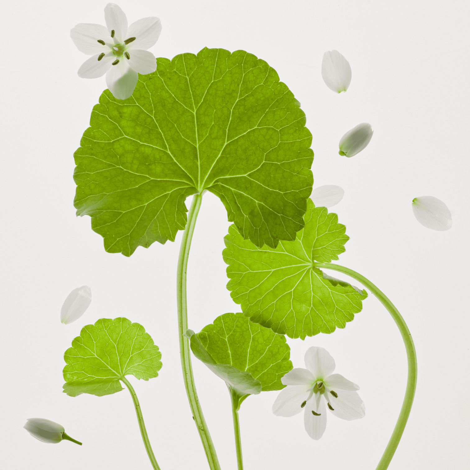 Textura do Beauty of Joseon Light On Serum Centella e Vita C