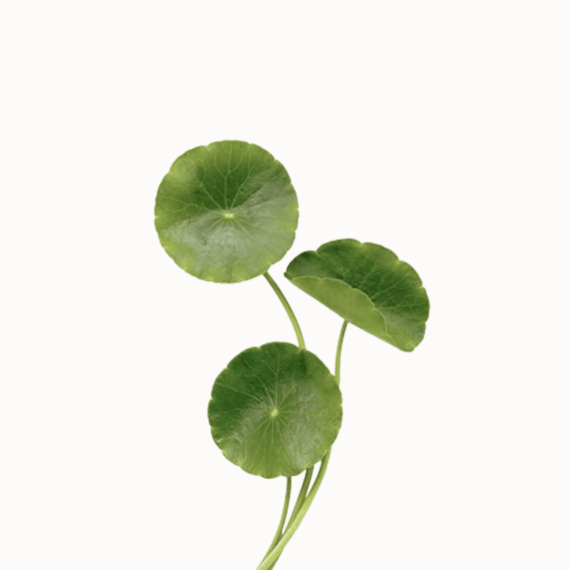 CENTELLA ASIATICA